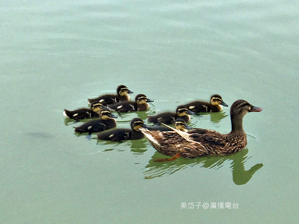 澄霖38.JPG 澄霖38.JPG