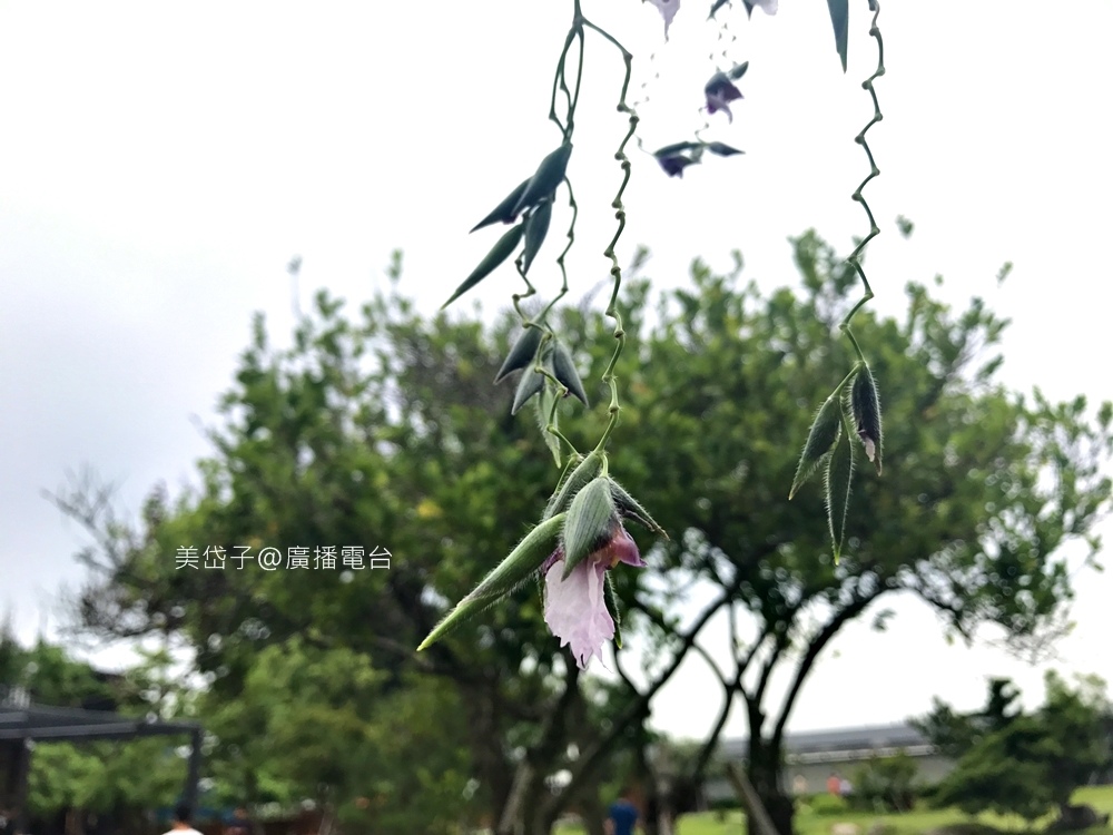 澄霖36-1.JPG 澄霖36-1.JPG