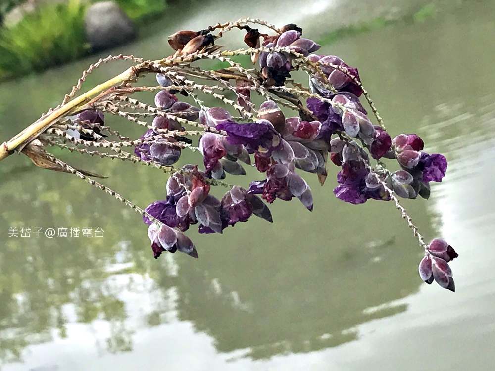 澄霖36.JPG 澄霖36.JPG