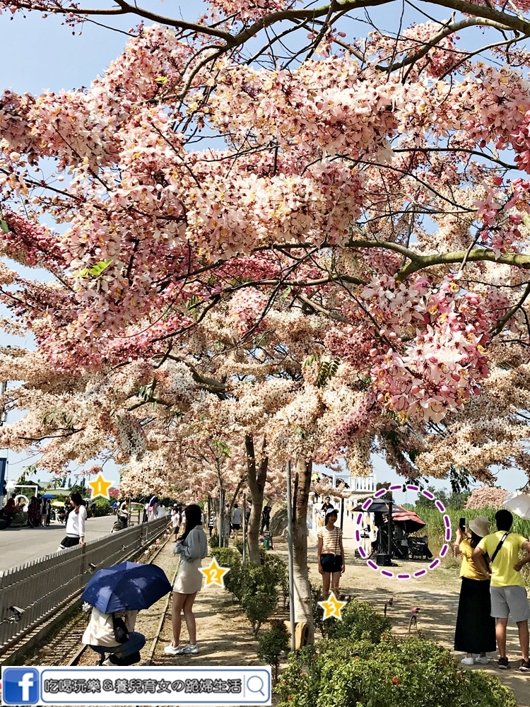 西港金砂花旗木13.JPG