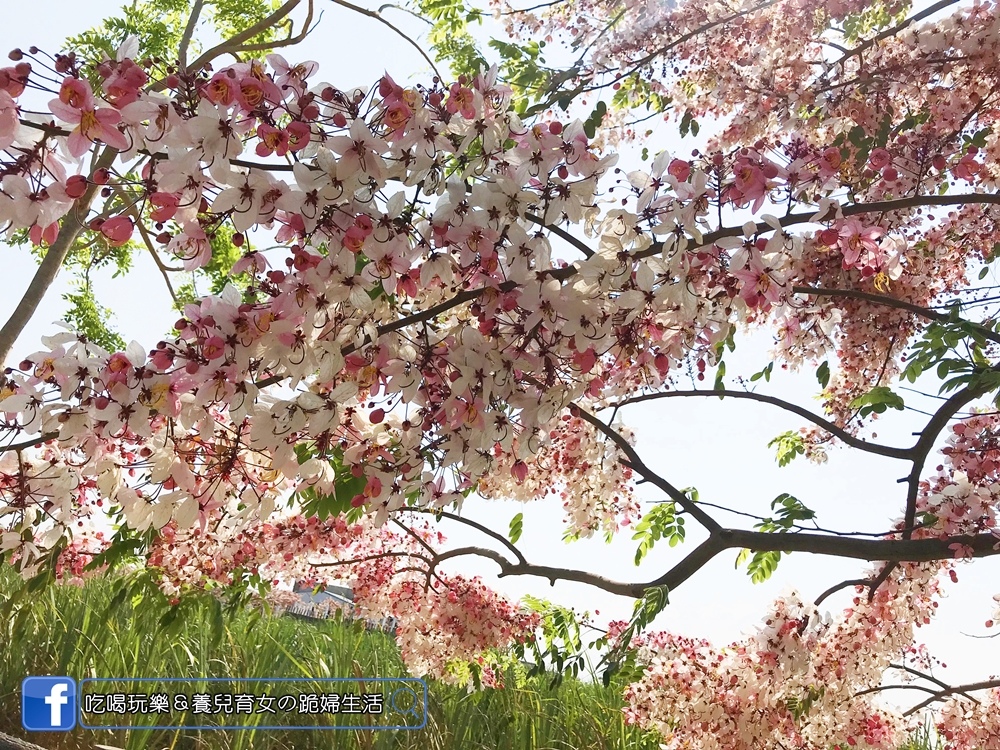 西港金砂花旗木39.JPG