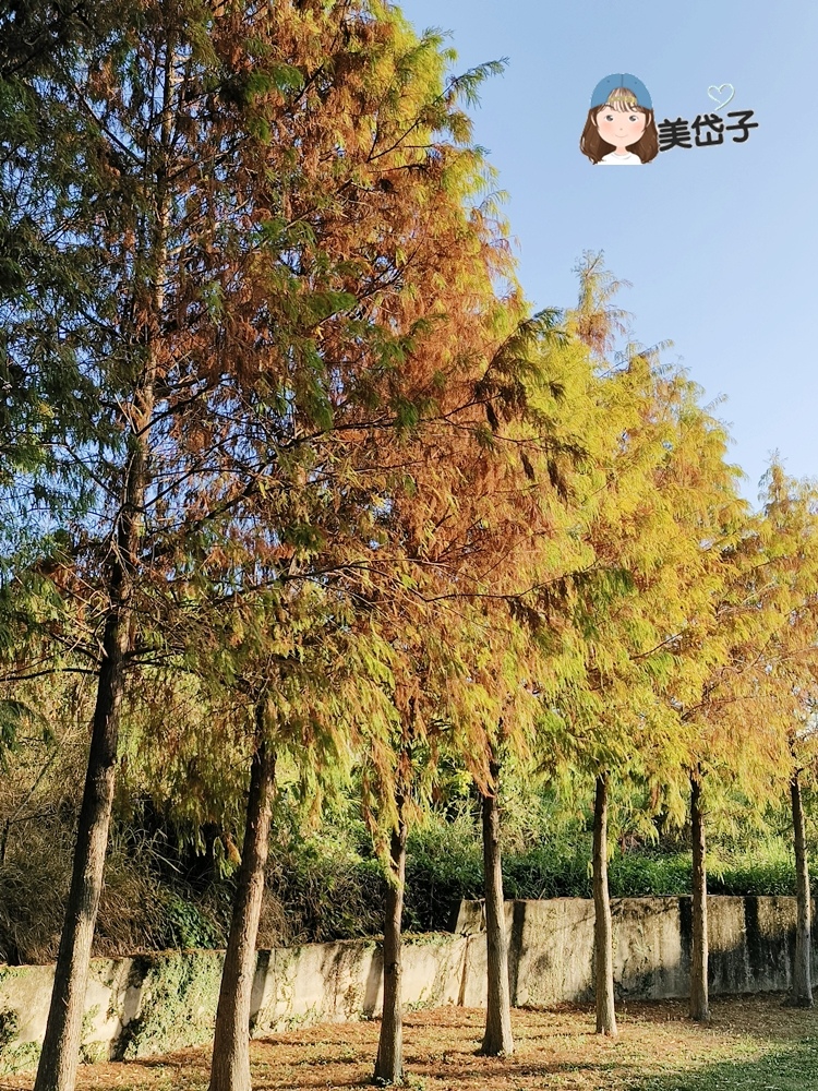 阿罩霧公園11.jpg 阿罩霧公園11.jpg