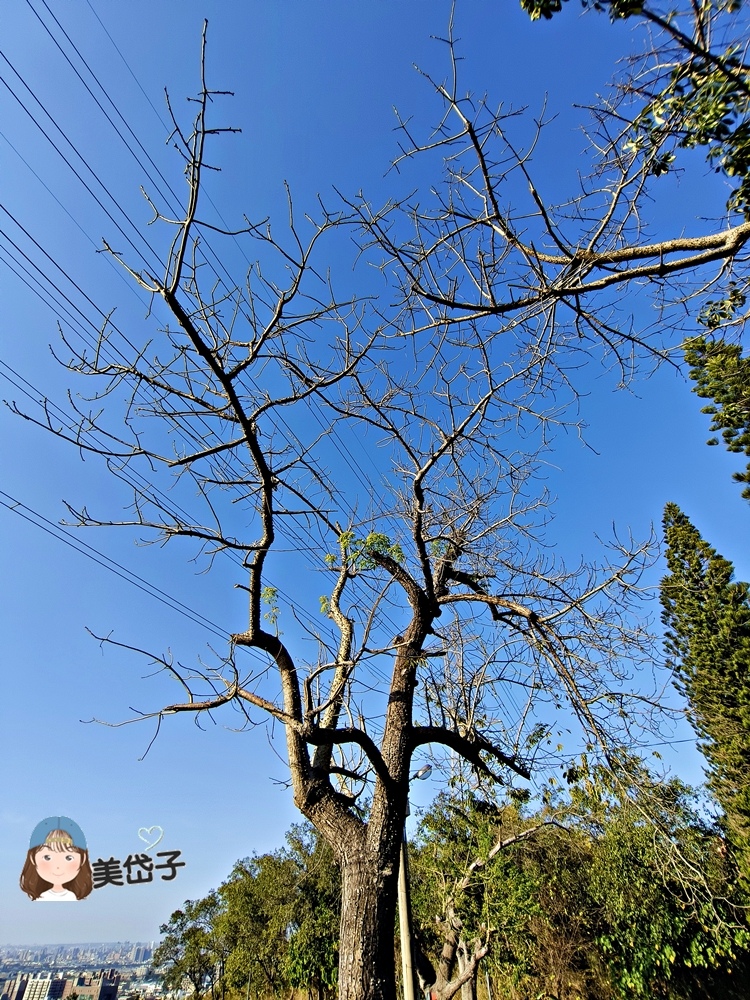 望月峰獻堂步道21.jpg