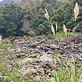 蓬萊溪護魚步道13.jpg