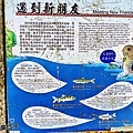 蓬萊溪護魚步道17.jpg