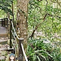 蓬萊溪護魚步道22.jpg