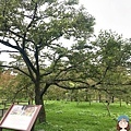 櫻王.JPG