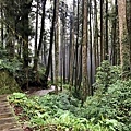阿里山山林1.JPG