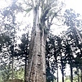 香林神木1.JPG