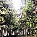 阿里山山林2.JPG