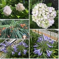 阿里山花卉.jpg