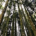 阿里山山林.JPG