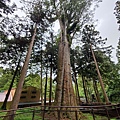 香林神木4.JPG