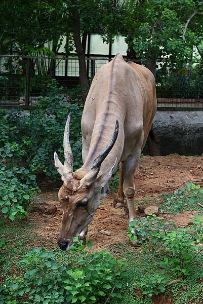 新竹動物園 (3)