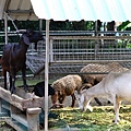 新竹動物園 (5)