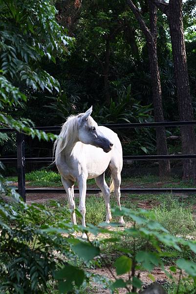 新竹動物園 (9)