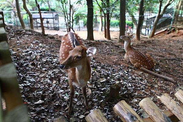 新竹動物園 (17)