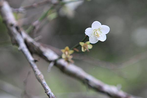 石門水庫 (25)