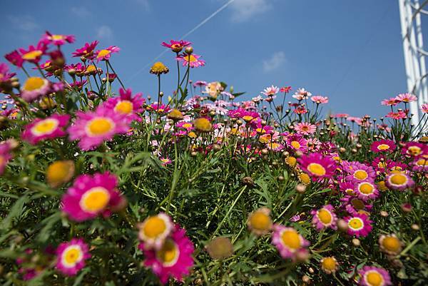 賞花與寶島村 (12).jpg