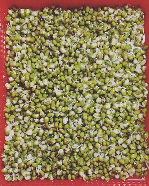 綠豆