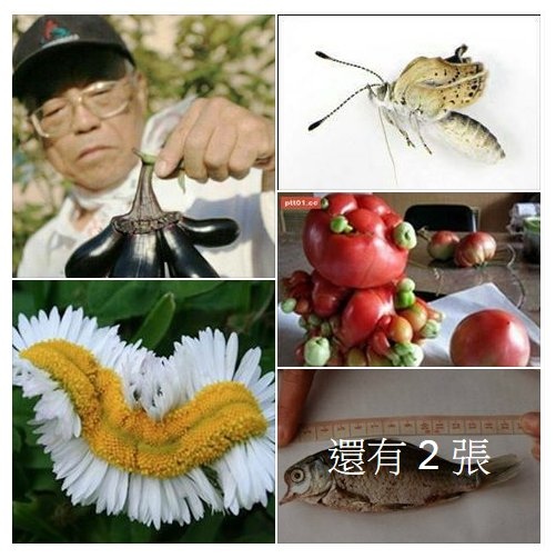 關於福島食品進口 媽媽們必須知道的三件事 靈靈的繪畫紀錄 Spril Painting History Y 痞客邦