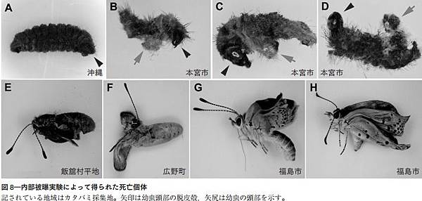 ドイツARD「福島原発事故による長期被害」チョウの奇形影片