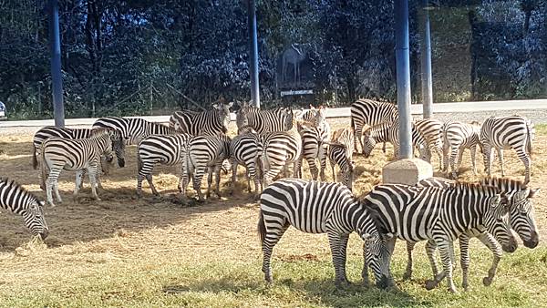 泰國曼谷。適合親子旅遊的 Safari World 賽福瑞野