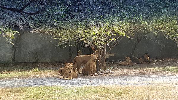 泰國曼谷。適合親子旅遊的 Safari World 賽福瑞野