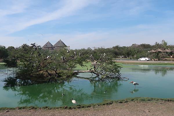 泰國曼谷。適合親子旅遊的 Safari World 賽福瑞野