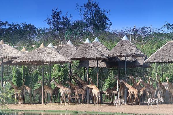 泰國曼谷。適合親子旅遊的 Safari World 賽福瑞野