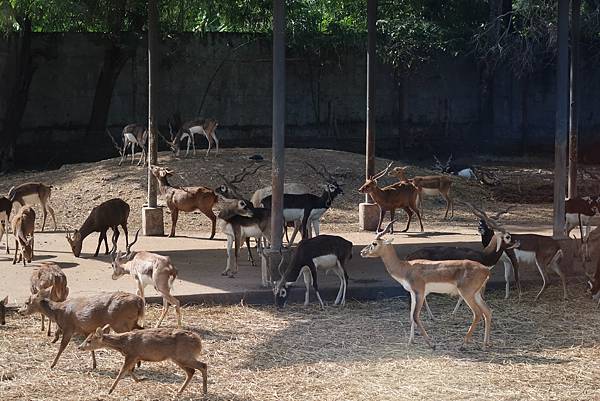 泰國曼谷。適合親子旅遊的 Safari World 賽福瑞野