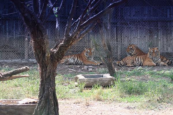 泰國曼谷。適合親子旅遊的 Safari World 賽福瑞野