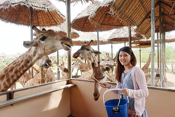 泰國曼谷。適合親子旅遊的 Safari World 賽福瑞野