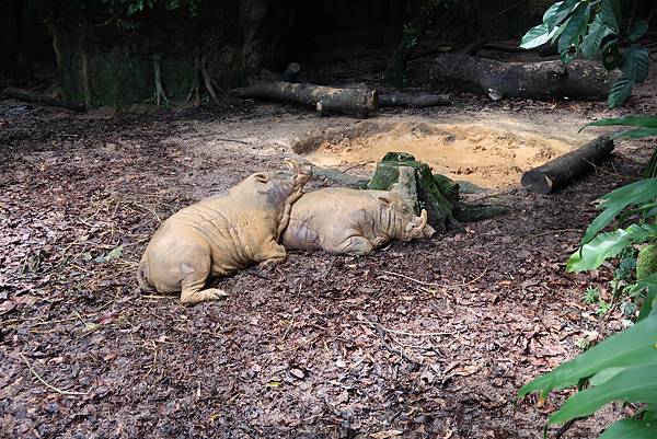 新加坡。親子遊的好去處『新加坡動物園』，超適合讓孩子來這寫學