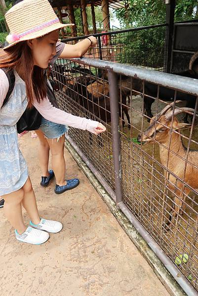 新加坡。親子遊的好去處『新加坡動物園』，超適合讓孩子來這寫學