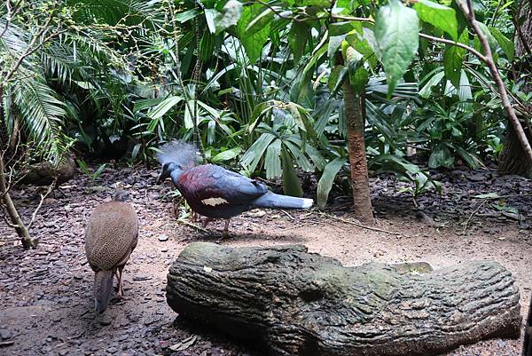 新加坡。親子遊的好去處『新加坡動物園』，超適合讓孩子來這寫學