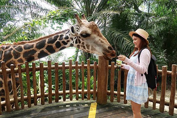 新加坡。親子遊的好去處『新加坡動物園』，超適合讓孩子來這寫學