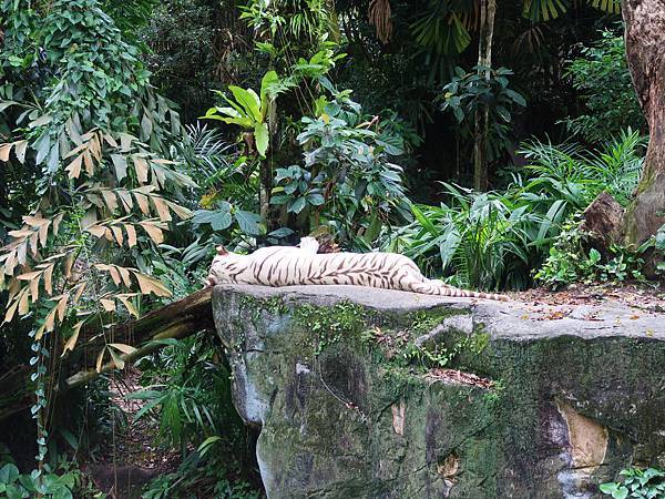 新加坡。親子遊的好去處『新加坡動物園』，超適合讓孩子來這寫學