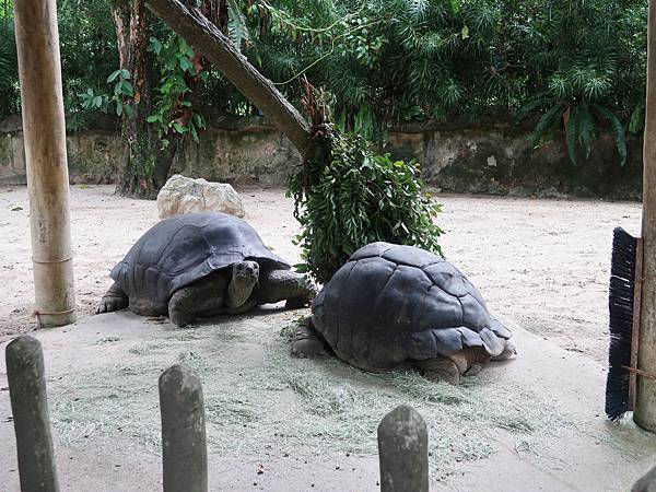 新加坡。親子遊的好去處『新加坡動物園』，超適合讓孩子來這寫學