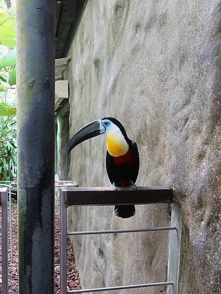 新加坡。親子遊的好去處『新加坡動物園』，超適合讓孩子來這寫學