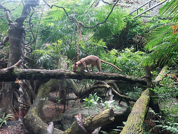 新加坡。親子遊的好去處『新加坡動物園』，超適合讓孩子來這寫學