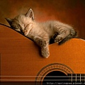 cat_sleeping_3d-nature-wallpaper.jpg