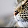 cat_wide1920x1200.jpg