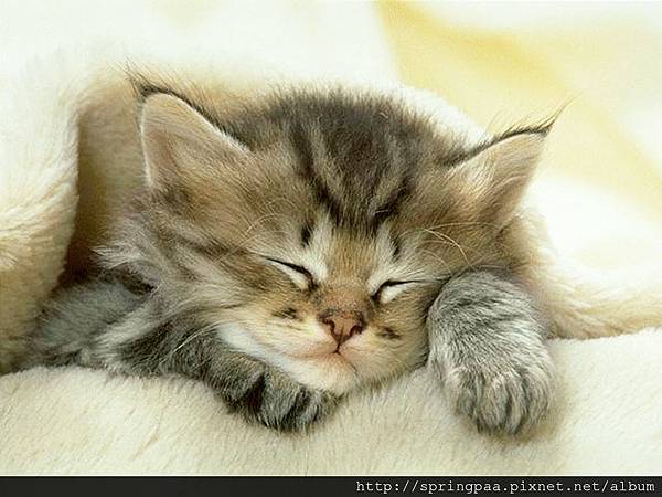 sleeping-cat0.jpg