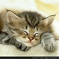 sleeping-cat0.jpg