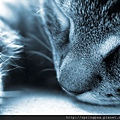 sleeping-cat.jpg