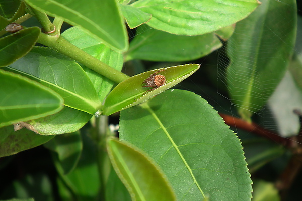 DSCF0834.jpg 茶園裏的蜘蛛