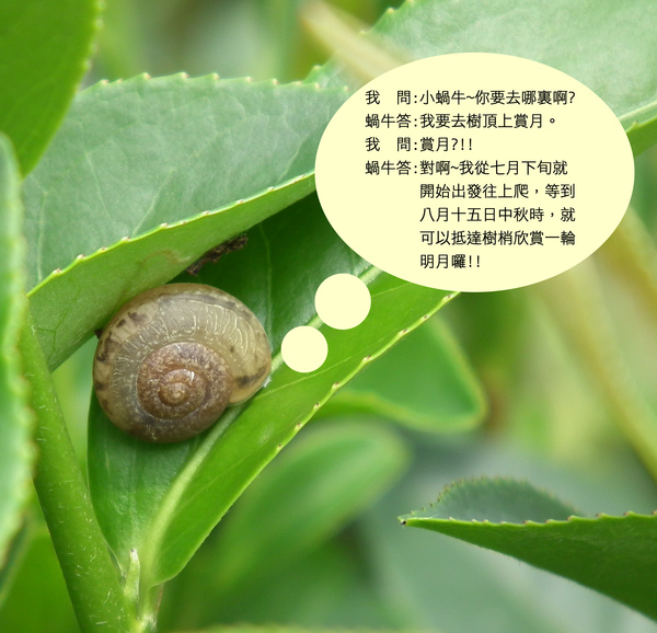 春曦農場-蝸牛獨白 春曦農場-蝸牛獨白