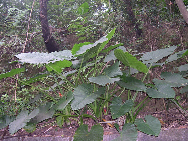 DSCN6227.JPG DSCN6227.JPG