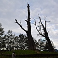 1111阿里山觀日出DSC_0546.JPG